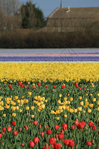 荷兰的红色和黄郁金树田图片