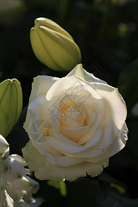 阳光下一朵白玫瑰图片