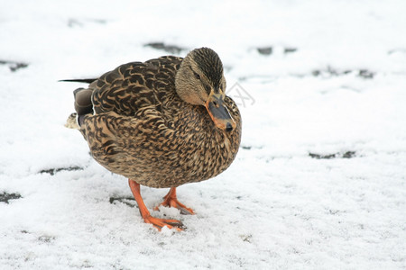 唐纳德鸭子一只小公鸭野在雪的冰上行走背景