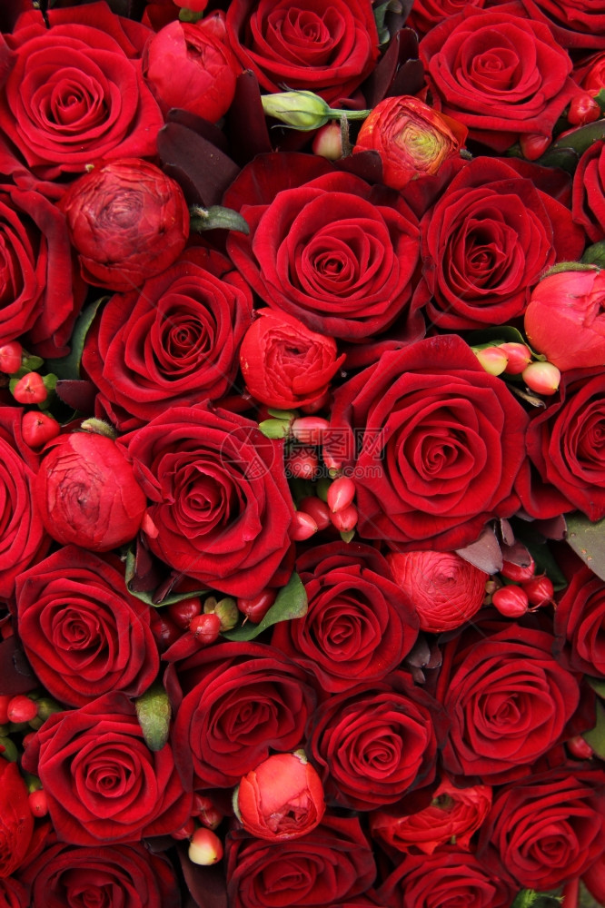 一组红雨雪浆果和玫瑰图片
