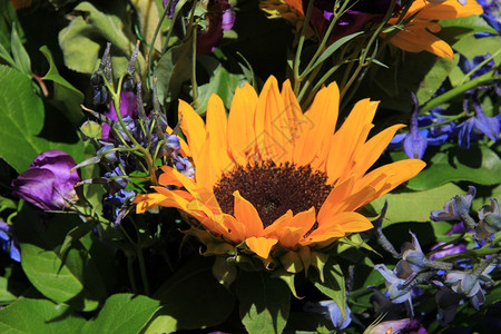 含有大黄向日葵和紫叶瘤的混合花束图片