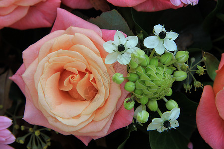 两朵粉红玫瑰和花鲜安排中的粉红背景图片