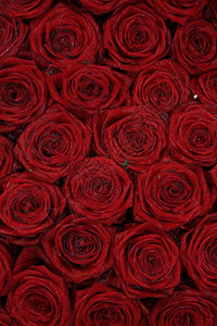 淋雨后湿红新娘玫瑰图片