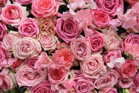粉红色婚礼安排中的拉瑟鲁斯和玫瑰图片