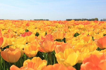 阳光田中的黄色和橙郁金香荷兰高清图片素材