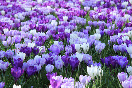 田地上的紫色和白花粉背景图片
