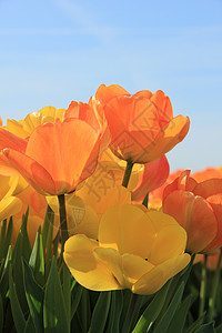 阳光田中的黄色和橙郁金香萨比亚高清图片素材