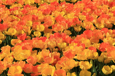 阳光田中的黄色和橙郁金香丰富多彩的高清图片素材
