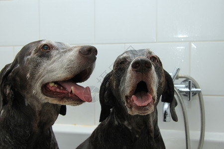浴缸里两个13岁的德国短发指头姐妹背景图片