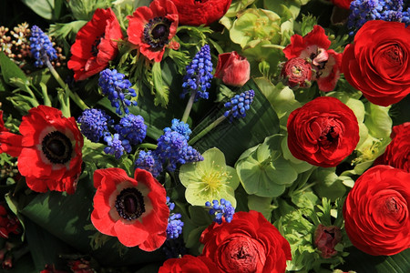 红春花和蓝安排图片