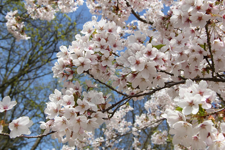 全花白樱桃树图片