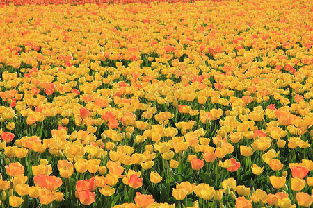 阳光田中的黄色和橙郁金香晴朗的高清图片素材