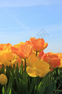 阳光田中的黄色和橙郁金香植物群高清图片素材