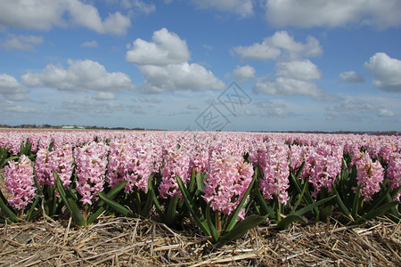 荷兰花卉工业在田野上生长的粉海明阳光高清图片素材