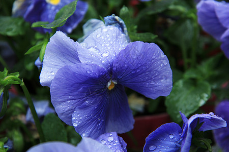 紫蓝色的花朵雨后背景图片