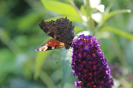 夏日的孔雀蝴蝶图片