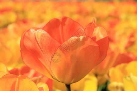 阳光田中的黄色和橙郁金香花束高清图片素材