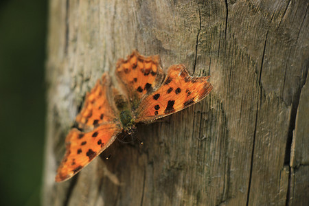 一块木头上的逗号蝴蝶或多角C相册背景