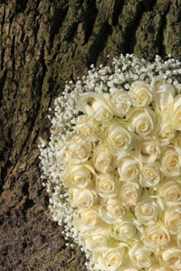 一棵树附近有白玫瑰的色花岗安排详情图片