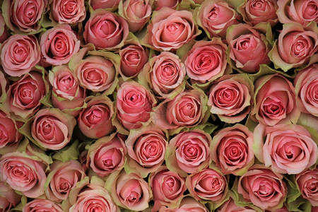 一个粉红玫瑰背景在婚礼上花岗装饰图片