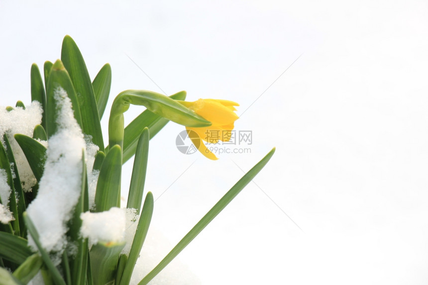 雪中的小花水仙子早春有复制空间图片