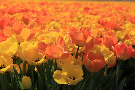 阳光田中的黄色和橙郁金香花的高清图片素材