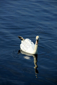 一只单天鹅和他自己的反光游在静的水上背景图片