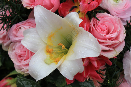 各种粉红花和混合种安排中的白百合花图片