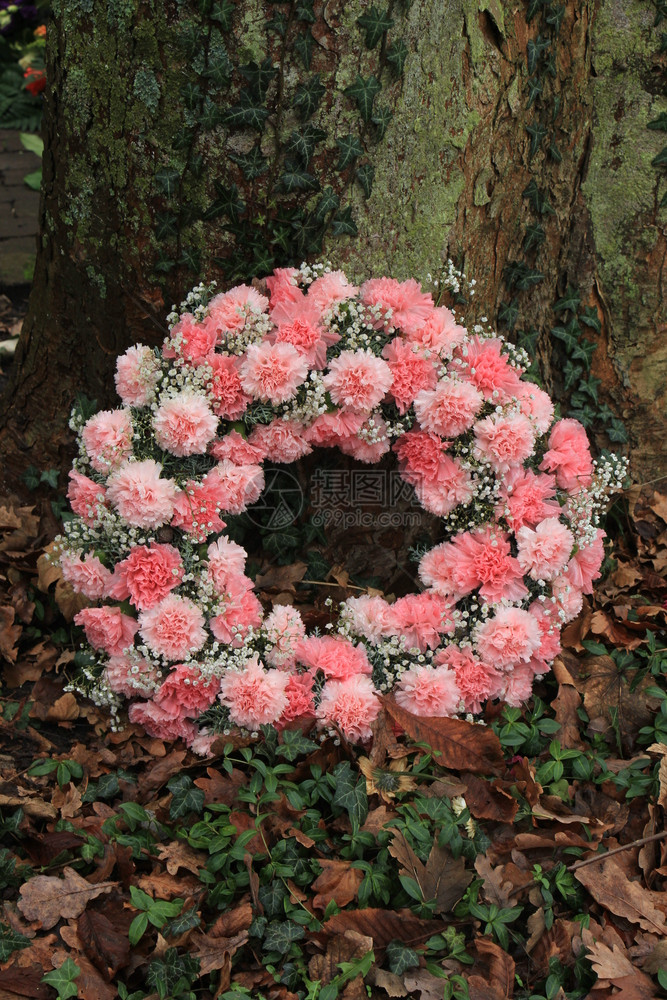 粉红同情或花 在墓地一棵树附近图片