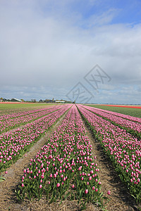 田野中的粉红郁金香在农业田中生长的郁金香灯泡高清图片素材