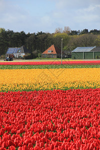 田野中的郁金香在农业田中生长的黄色和红郁金香绿高清图片素材