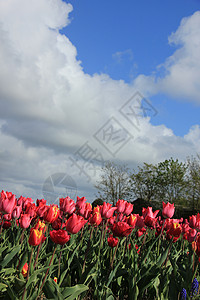 红和粉色郁金香在田地里花圈业新鲜的高清图片素材