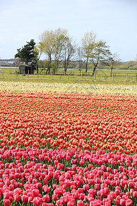 田野中的郁金香以不同颜色种在田地上生长的郁金香花泡工业自然高清图片素材