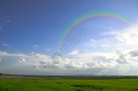 阳光明媚的一天片稻田的景观拍摄蓝天白云彩虹高清图片
