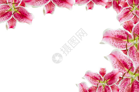 粉红百合粉红花在白色上用于背景图片