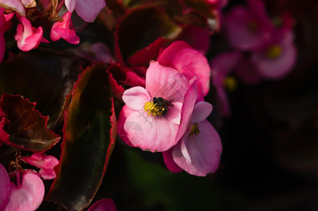 蜜蜂从粉红色花朵中收集蜜蜂和图片