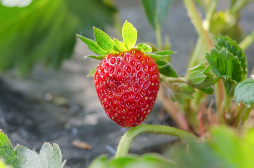 新鲜的草莓植物已经成熟可收获图片