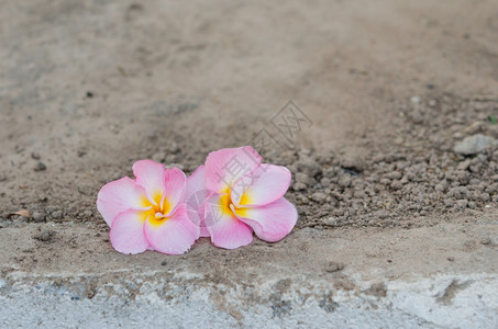粉红色的弗朗吉帕尼潘或覆盖土壤背景的羽状热带花图片