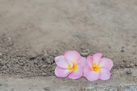 粉红色的弗朗吉帕尼潘或覆盖土壤背景的羽状热带花图片