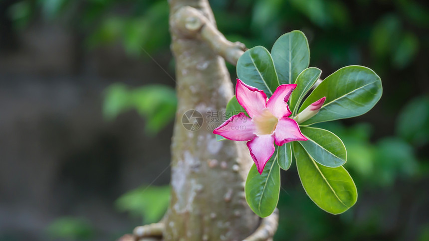 特写的花黑斑羚百合腺嘌呤沙漠玫瑰沙漠玫瑰图片