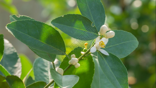 石灰花的开细节绿色叶子的开花细节图片