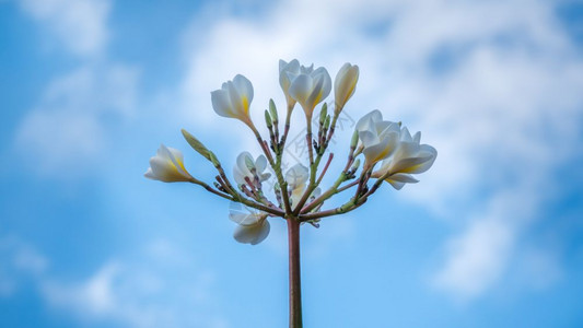 白梅花蓝的朵天空背景图片