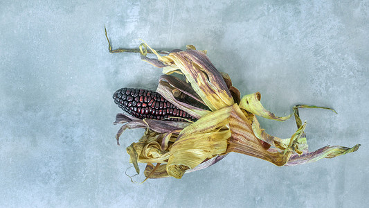 紫玉米收获营养高清图片
