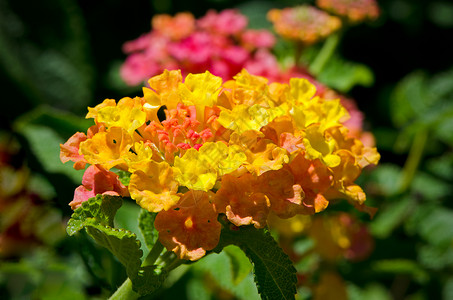 黄色橙粉红亚特兰大花朵在柔软的焦点绿色背景上背景图片