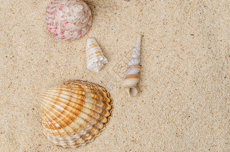 沙滩背景上的海螺和弹背景图片