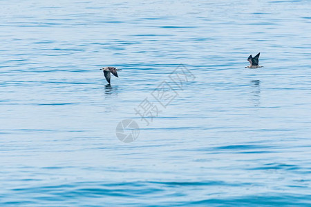 在葡萄牙海鸥飞越大西洋水域图片