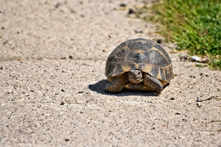可爱的小乌龟在平路上行走图片