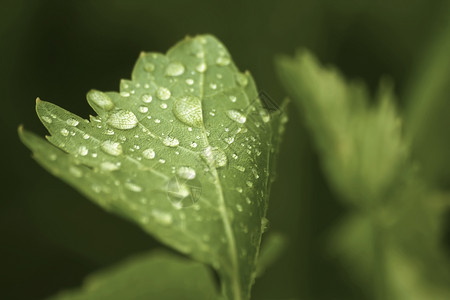 葡萄假上的雨滴天然绿色背景的雨滴夏过后图片