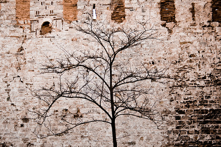 托普卡皮宫墙后一棵孤单枯的树高清图片