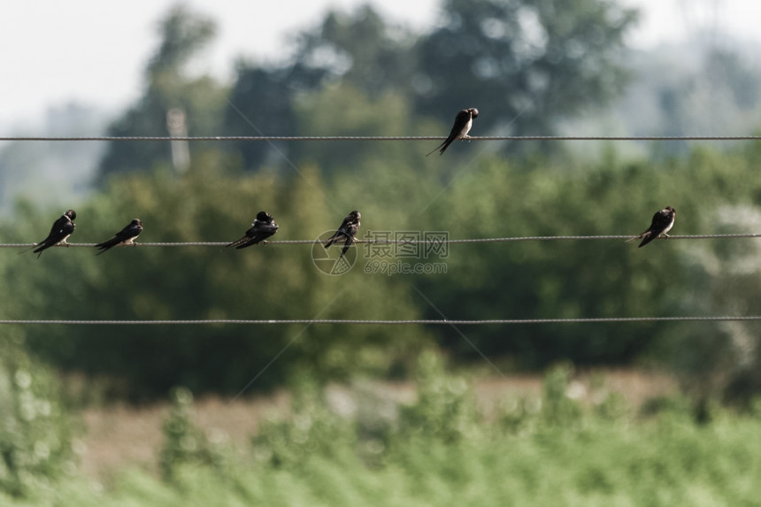 几个野生麻雀坐在铁丝上绿色背景图片